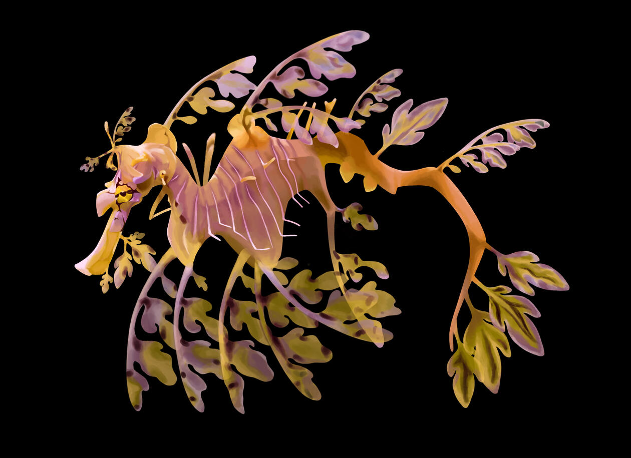 Illustration
